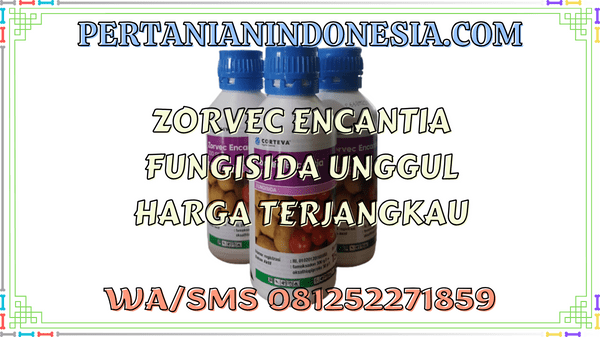 Zorvec Encantia Fungisida Unggul Harga Terjangkau